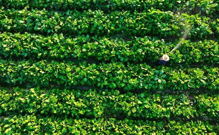 廣州增城：“小特產(chǎn)”推動(dòng)鄉村產(chǎn)業(yè)“大發(fā)展”