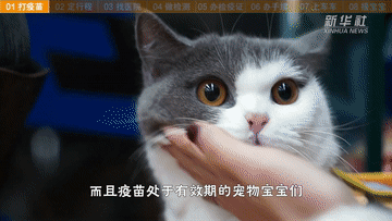 帶萌寵坐火車(chē)？你需要知道這些事！