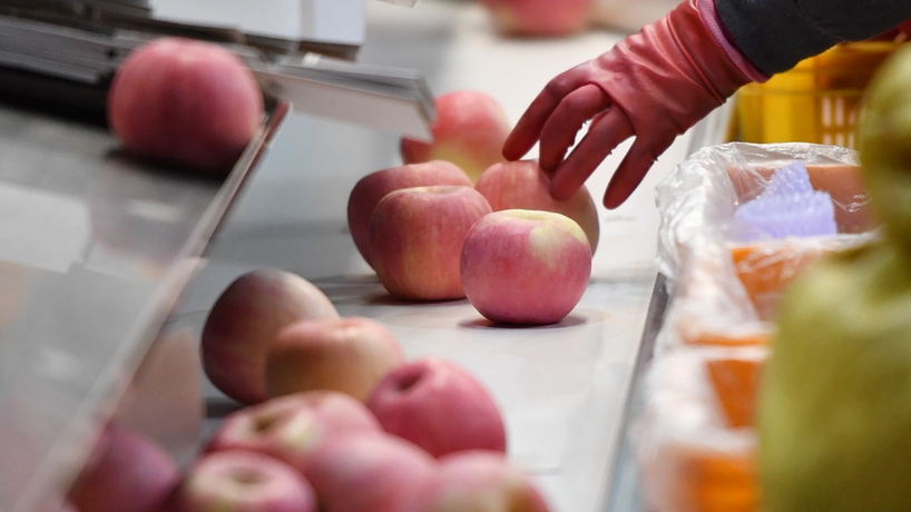 延安蘋(píng)果產(chǎn)業(yè)發(fā)展觀(guān)察：小蘋(píng)果，讓老鄉們生活越來(lái)越紅火