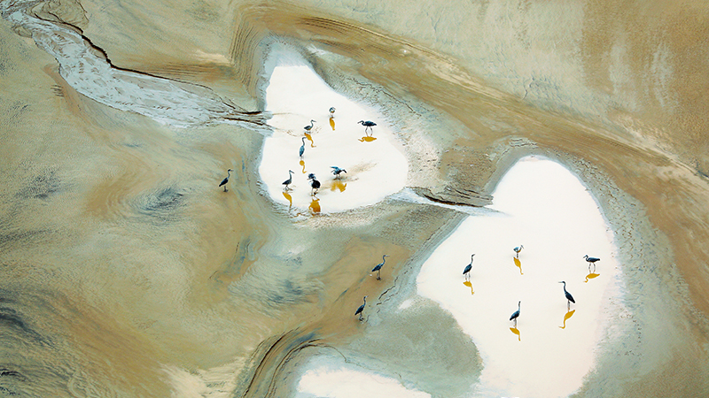 黃河岸邊，蒼鷺起舞