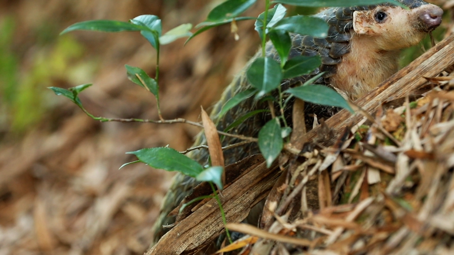 領(lǐng)略生物多樣性之美丨超萌預警！“中華穿山甲”來(lái)巡山，不容錯過(guò)