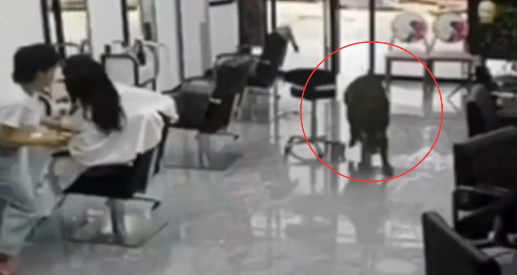 江西九江：野豬闖入鬧市區 特警開(kāi)槍擊斃