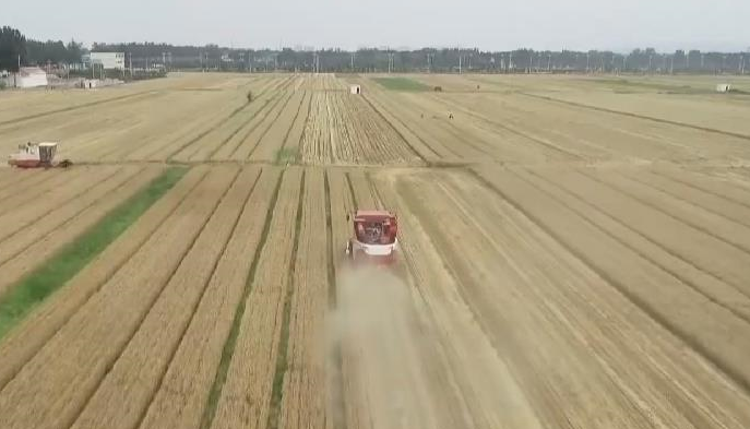 農業(yè)農村部：“米袋子”“菜籃子”節日供應有保障