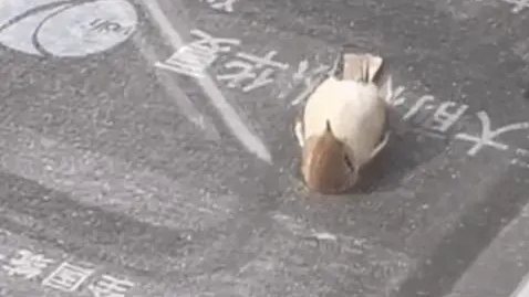 “小鳥(niǎo)躺平看天空”？真相有點(diǎn)難過(guò)