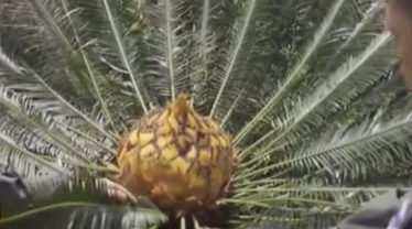 范曙義——“蘇鐵衛士”的苦與樂(lè )