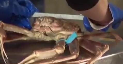 極品！日本一只“輝”蟹拍出500萬(wàn)日元