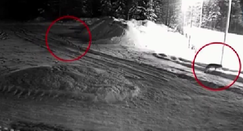 不安！狼群侵入俄羅斯村落覓食