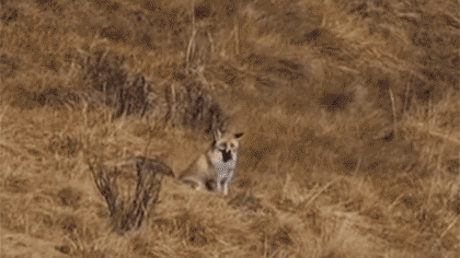 四川：觀(guān)測人員拍到赤狐活動(dòng)畫(huà)面