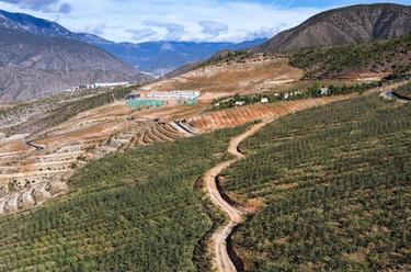 雪山下的高原蘋(píng)果，熟了！