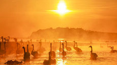 山東榮成:氤氳天鵝湖