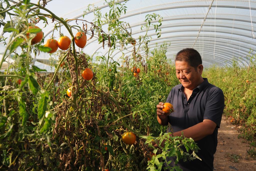 內蒙古五原:綠色發(fā)展助力產(chǎn)業(yè)跑出“加速度”