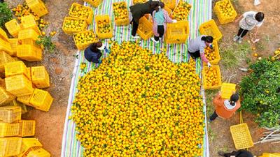 初冬時(shí)節收獲忙